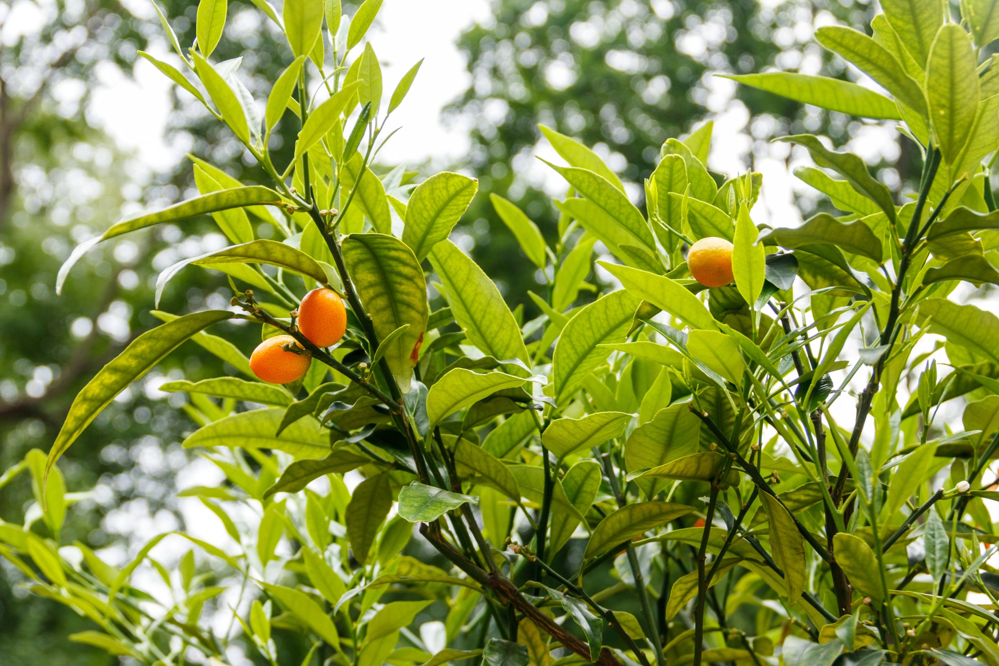 Jeruk Nagami, Buah yang Bisa Dimakan Sama Kulitnya
