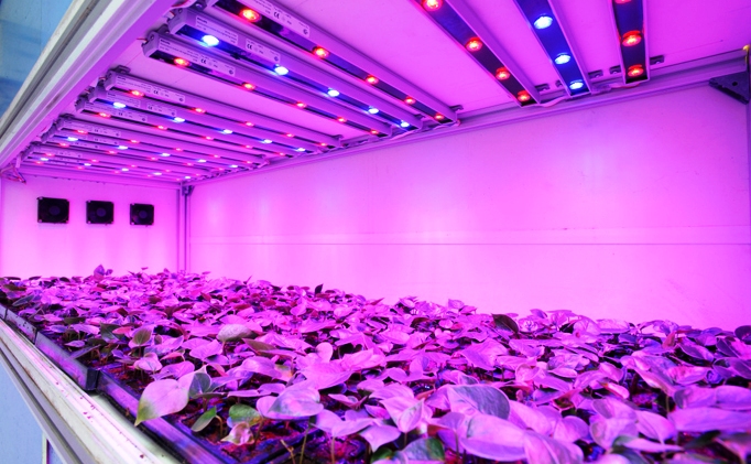 Hidroponik Indoor, Teknik Pertanian Masa Depan