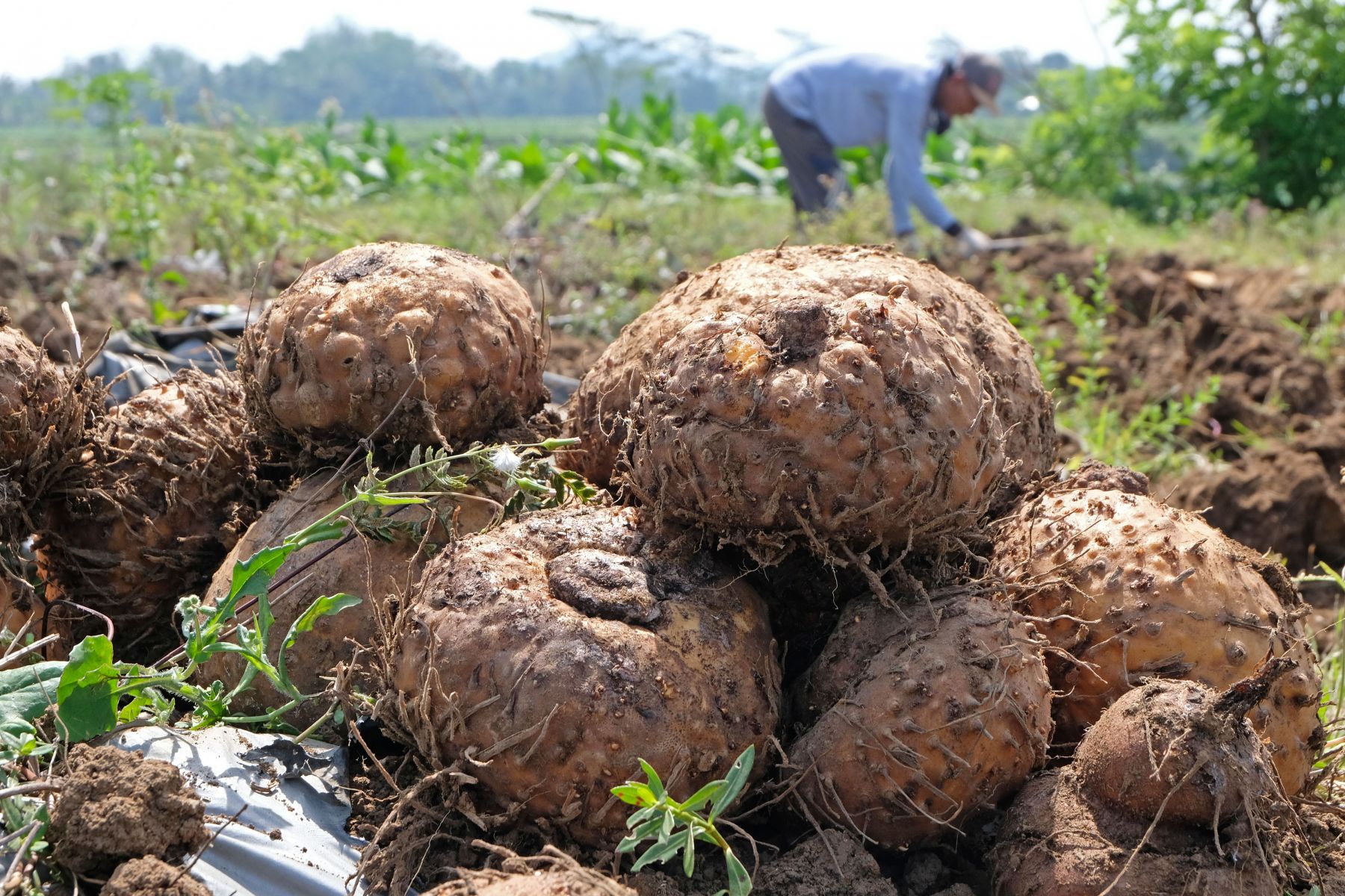 Cara Menanam Porang Untuk Pemula dan Perbedaan Dengan Umbi Lainnya