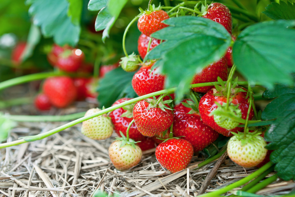Cara Merawat Strawberry Agar Cepat Berbuah Cuma Dari Rumah