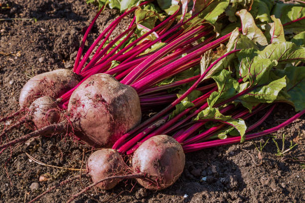 Cara Menanam Buah Bit (Beetroot) dari Biji, Bisa Panen Lebih Cepat