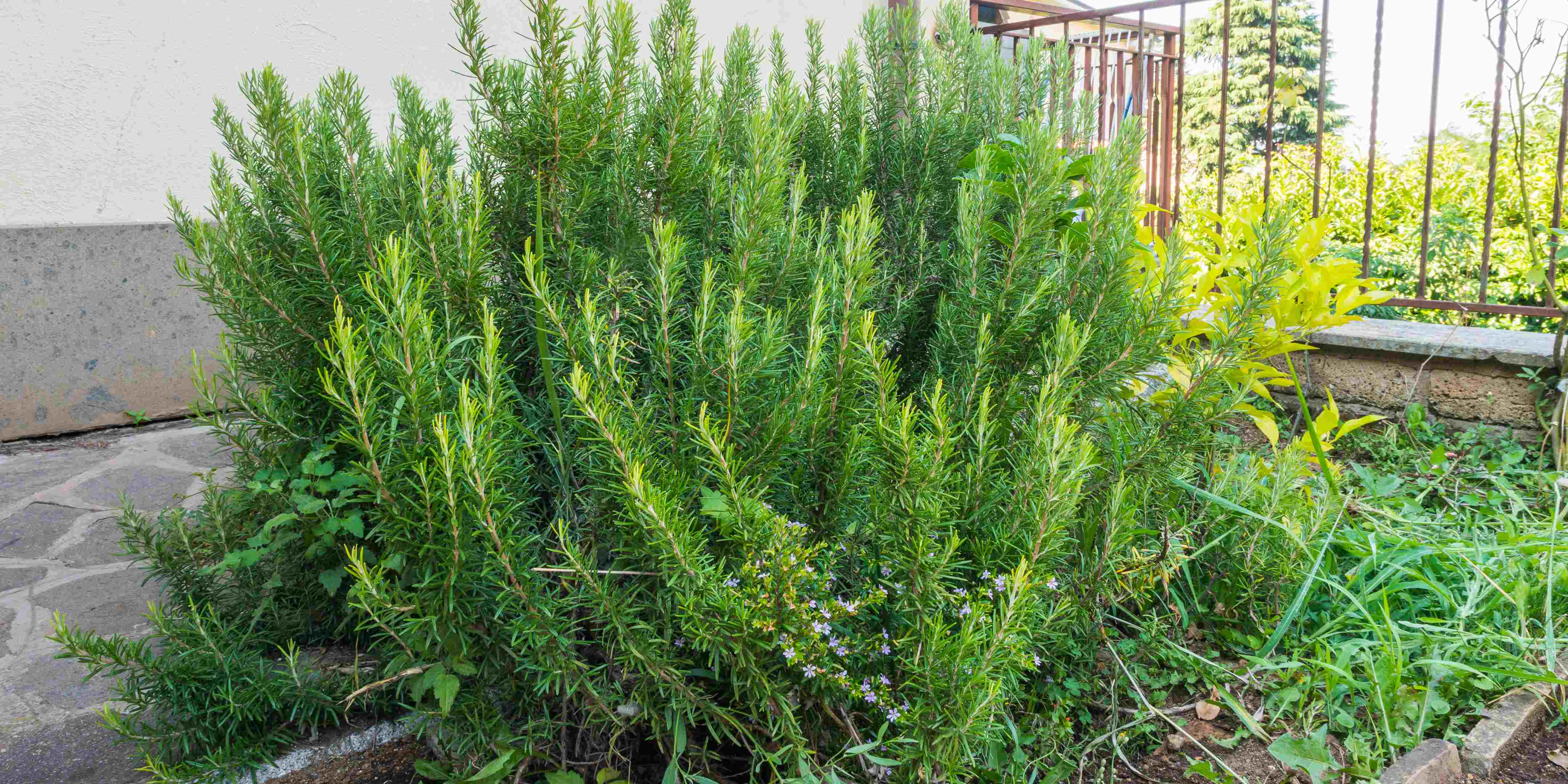 Cara Menanam Rosemary dari Biji Untuk Pemula dan Cara Perawatannya