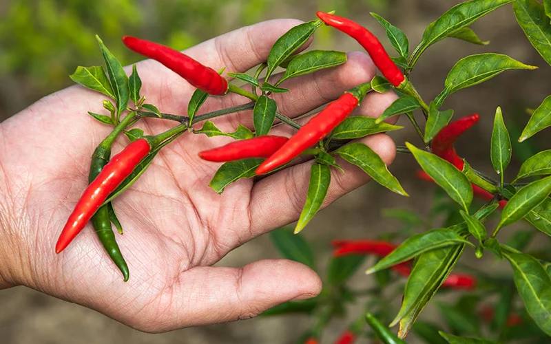8 Tips Menanam Cabai Rawit Agar Cepat Berbuah Lebat