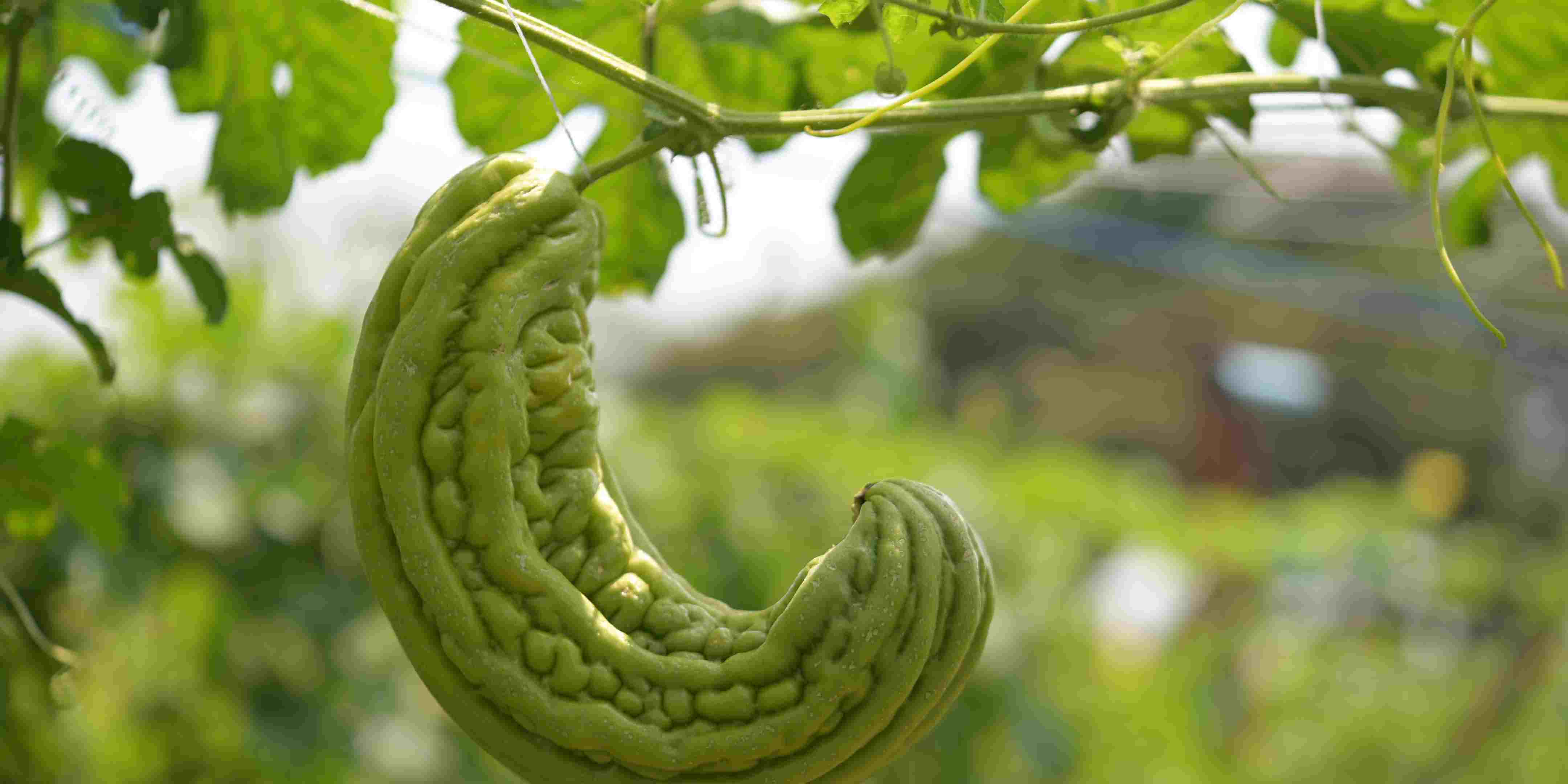 Cara Mengendalikan Hama Lalat Buah, Penyebab Buah Pare Busuk dan Gagal Panen
