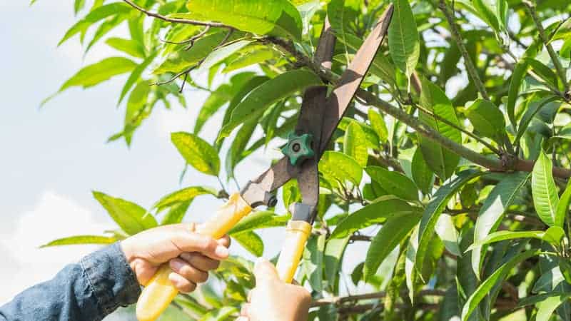 Apakah Penting Pemangkasan Pada Pohon Mangga? dan Apa Manfaatnya?