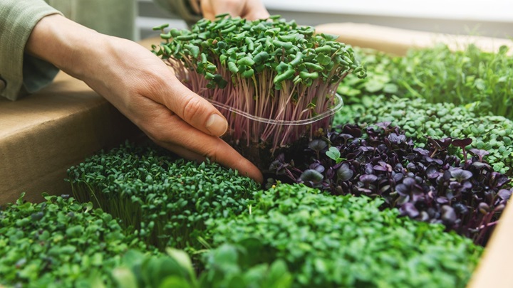 6 Cara Menanam Microgreens, Sayuran Mungil yang Kaya Nutrisi