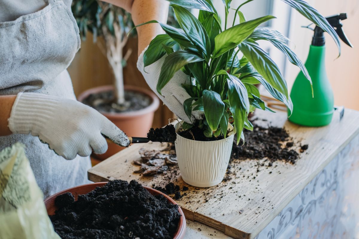 7 Aturan Menyiram Tanaman Hias di Pot, Agar Tumbuh Optimal