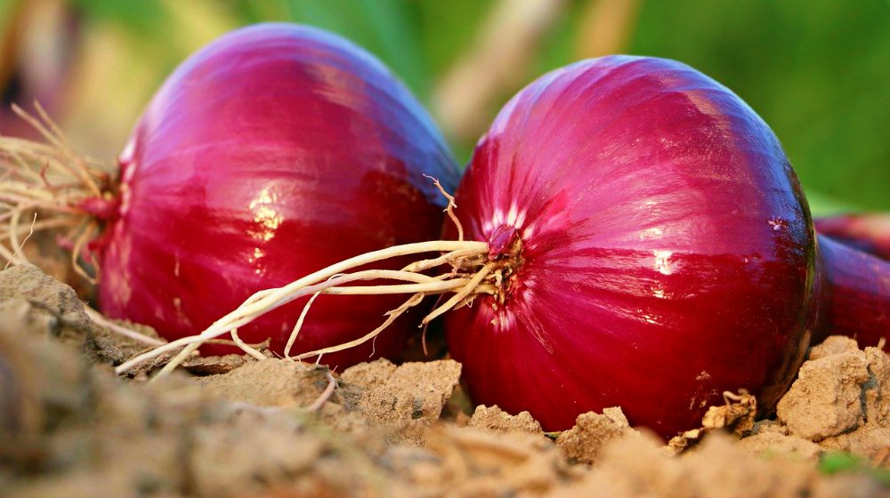 Membuat Zat Pengatur Tumbuh Alami Dari Bawang Merah