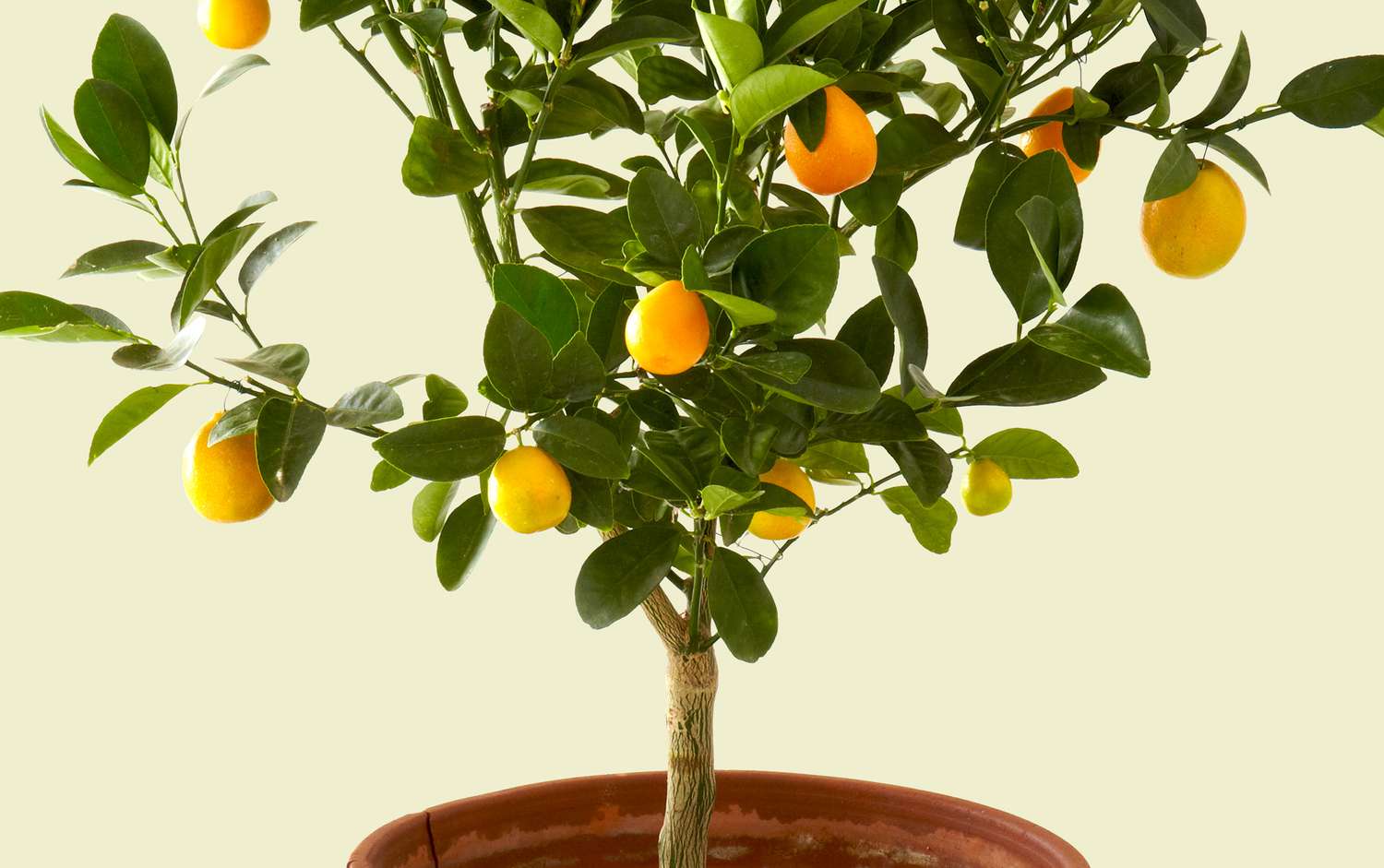 Tertarik Menanam Jeruk Lemon dirumah? Ini Cara Agar Cepat Berbuah