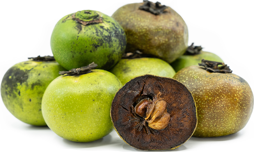 Cara Budidaya Black Sapote Dari Biji, Agar Cepat Berbuah