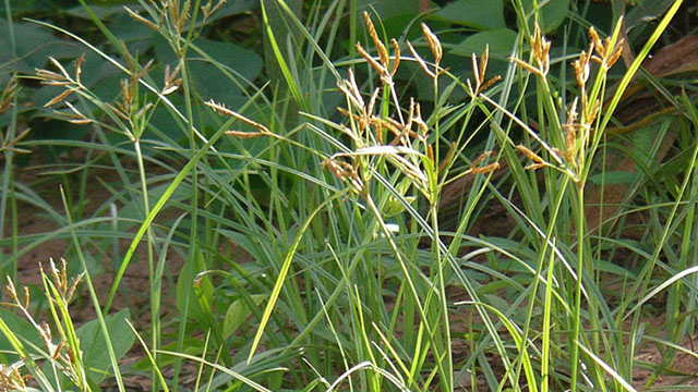 Catat!!!  Rahasia Alami Rumput Teki Untuk Kesehatan