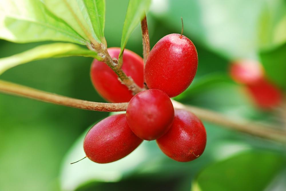 Miracle Fruit, Si Buah Ajaib Merubah Rasa Masam Jadi Manis